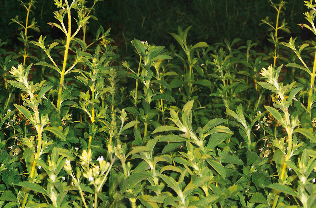 Stevia the Sweet leaf
